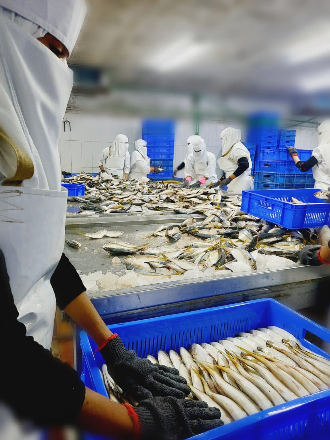 கடல் உணவு ஏற்றுமதி